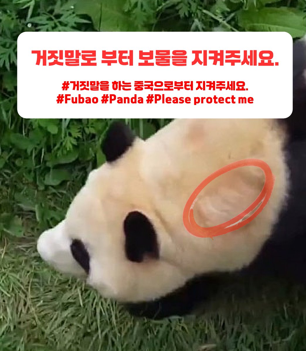 gimsolyeon8996's tweet photo. 푸바오임오가지켜줄께#SAVEPUBAO
잠은잘잤어
#PUBAO
아침은먹었구
#福宝
오늘비가와서실내에있지
#PANDA
걱정하지마
#접객금지
힘들어도조금만참아
#24시간CCTV공개
꼭지켜줄테니
#빠른공개
영원한아기판다사랑해 https://t.co/2YYOUL0lUL