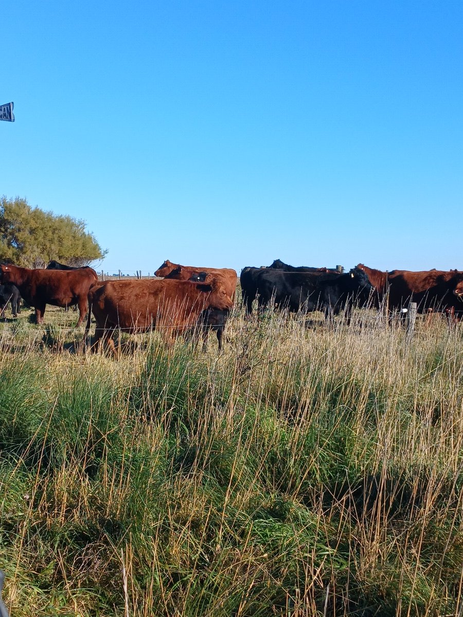 franco_uris's tweet photo. Recorrimos Fortín Maria junto a @BothamLara 
Los bajos con agropiro son un ambiente característico de esta zona. Es fundamental darles descanso para recuperar volumen de pasto para la parición. Esto se logra concentrando la carga en recursos diferidos (maíz o sorgo) https://t.co/NH7ivjNva4