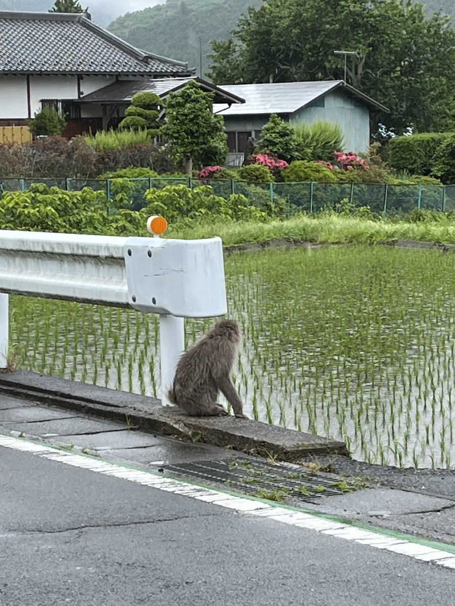 頃藤の旧道(NTT付近)に🐵います！
注意してください！！
#大子町