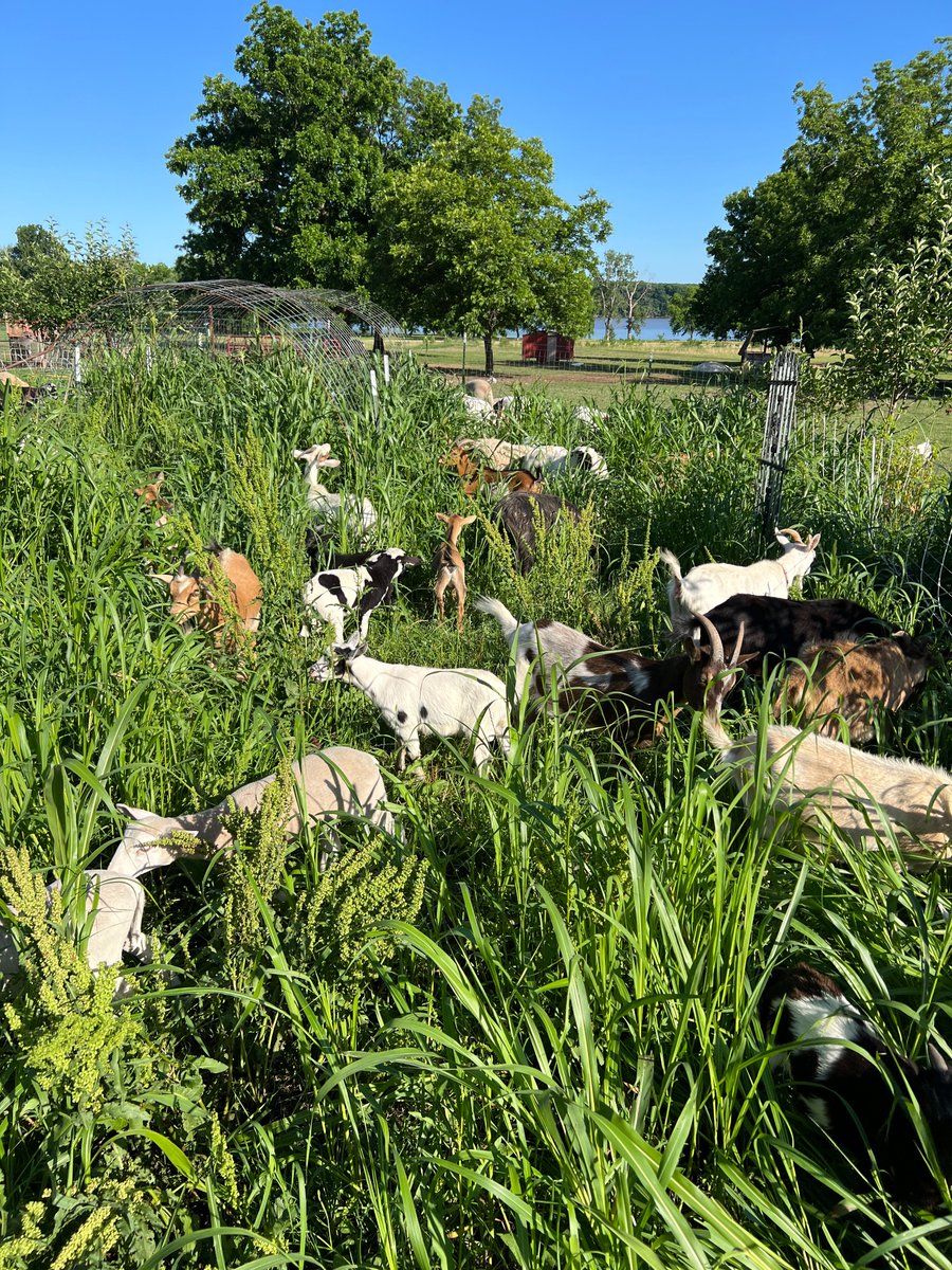 Wife- We have to do something about last year's garden, it looks like a jungle. Me - Hmmm Okay. (there are pigs among those goats and sheep)