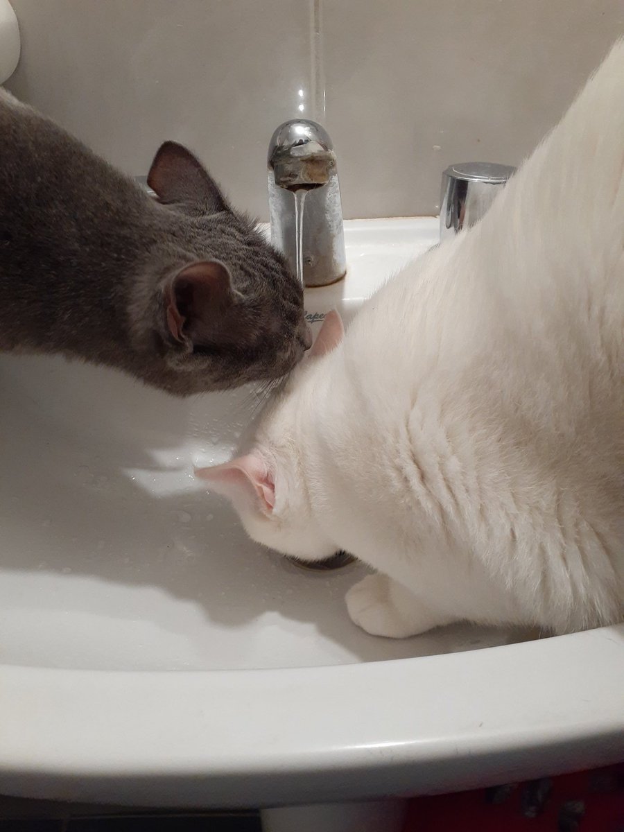 La Cala toma agua del chorrito que le da en la cabeza y cae y la Cloe toma agua de la cabeza de la Cala.