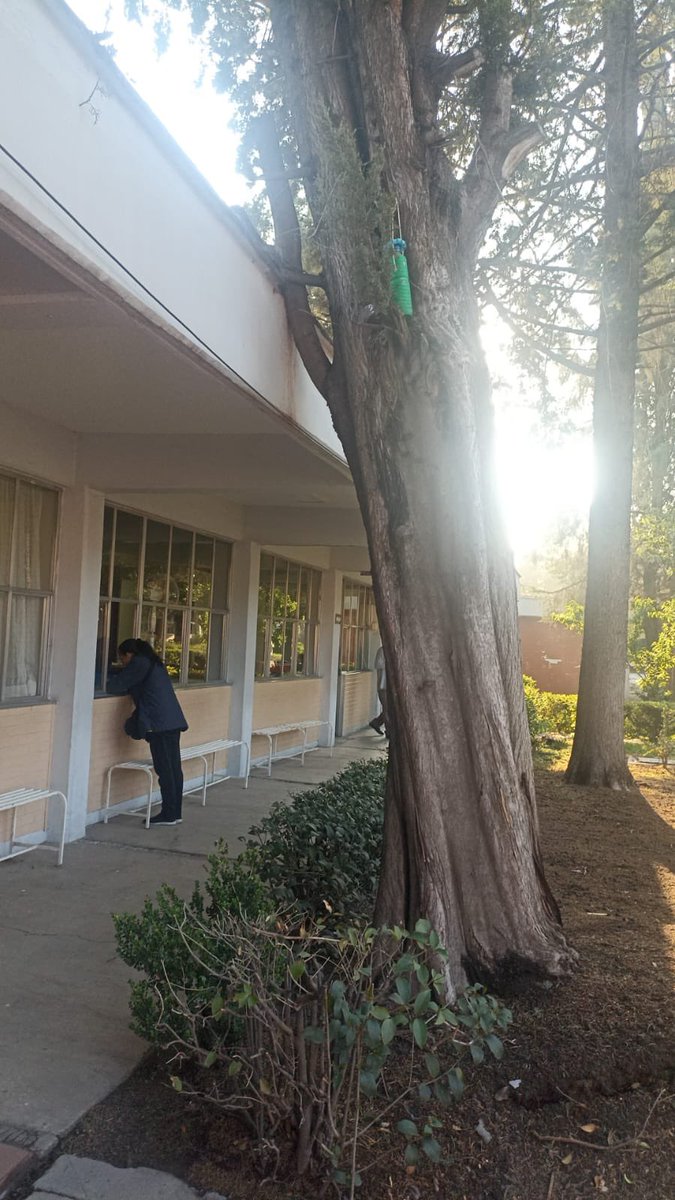 claucasstta's tweet photo. Solicitamos apoyo para retirar este peligroso árbol que se daño el fin de semana dentro de la secundaria #CEM #puebla @SergioSalomonC @Gob_Puebla @laredcincoradio https://t.co/Ehco0eKj82