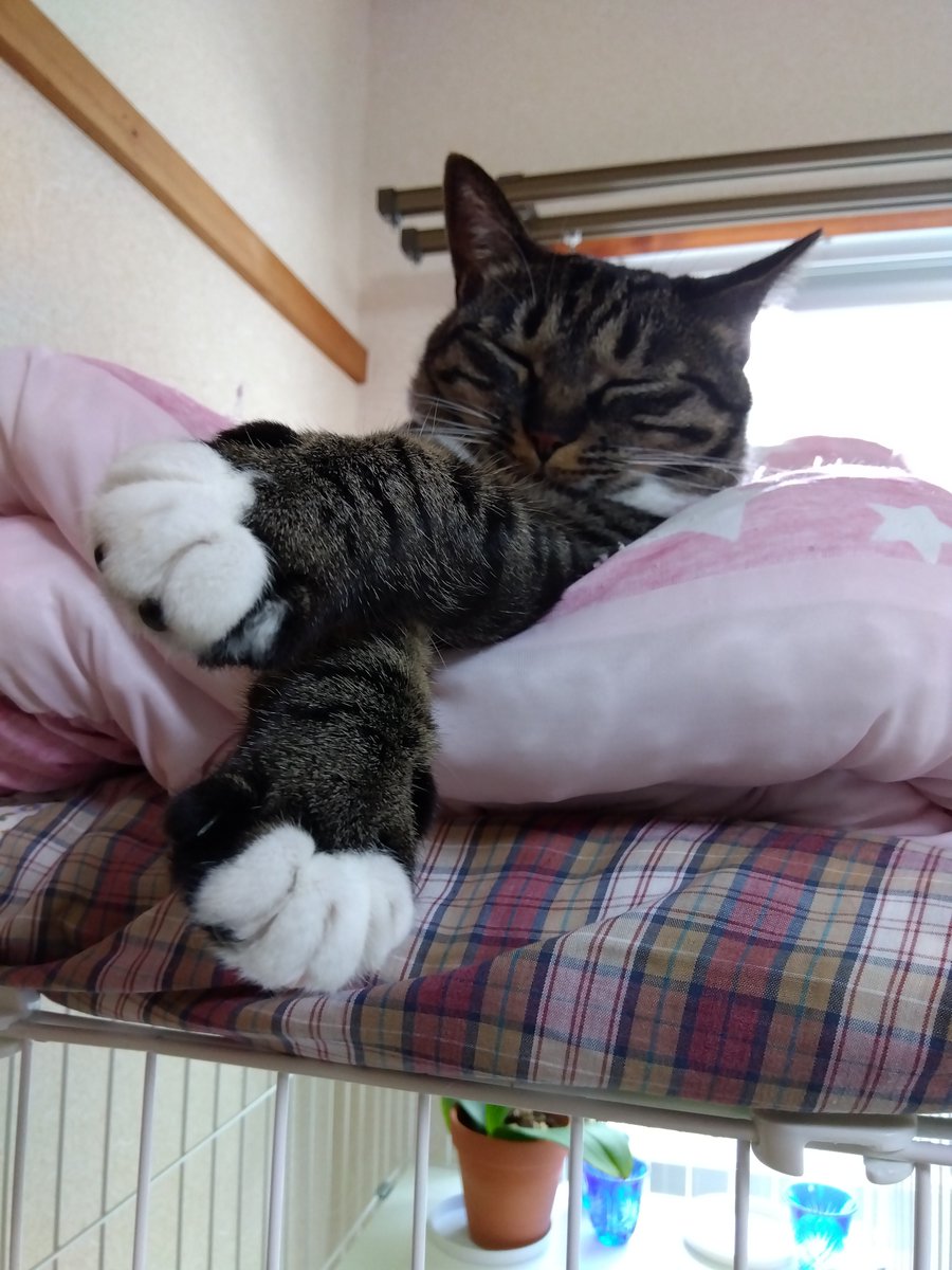 ote2nigi2's tweet photo. ニギちゃんは
２歳になり元気です
#ニギ　#保護猫　#猫と https://t.co/aTUbfDYCvQ