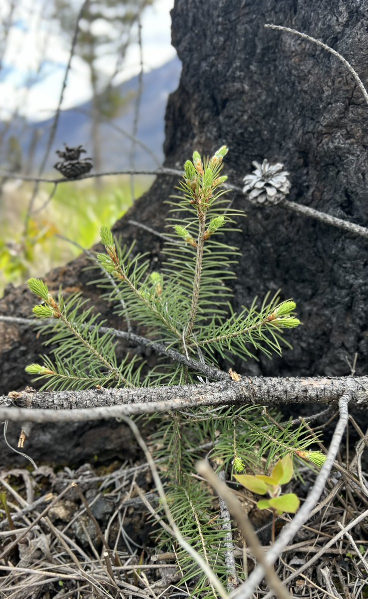 Burning Ideas tweet media