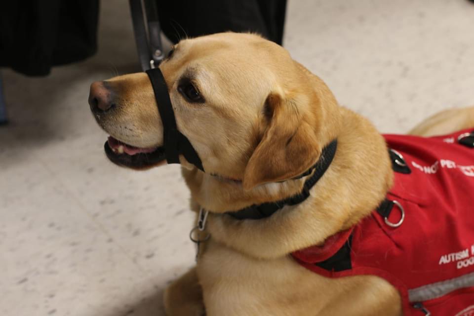 Thanks to everyone who participated in this weekend’s Walk for Dog Guides, sponsored by Pet Valu! Great to see everyone, and especially our furry friends at such a wonderful event!

We raised over $5,500+ during our campaign. Thanks to everyone who contributed!