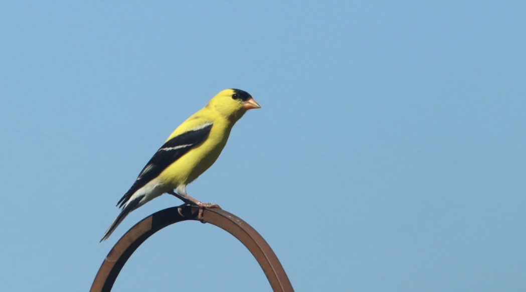 AgWriterArk's tweet image. Mr Goldfinch looking stunning today.