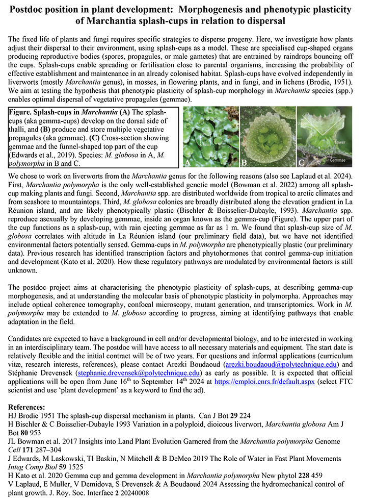 Postdoc position available in Arezki Boudaoud's lab on Marchantia splash-cups