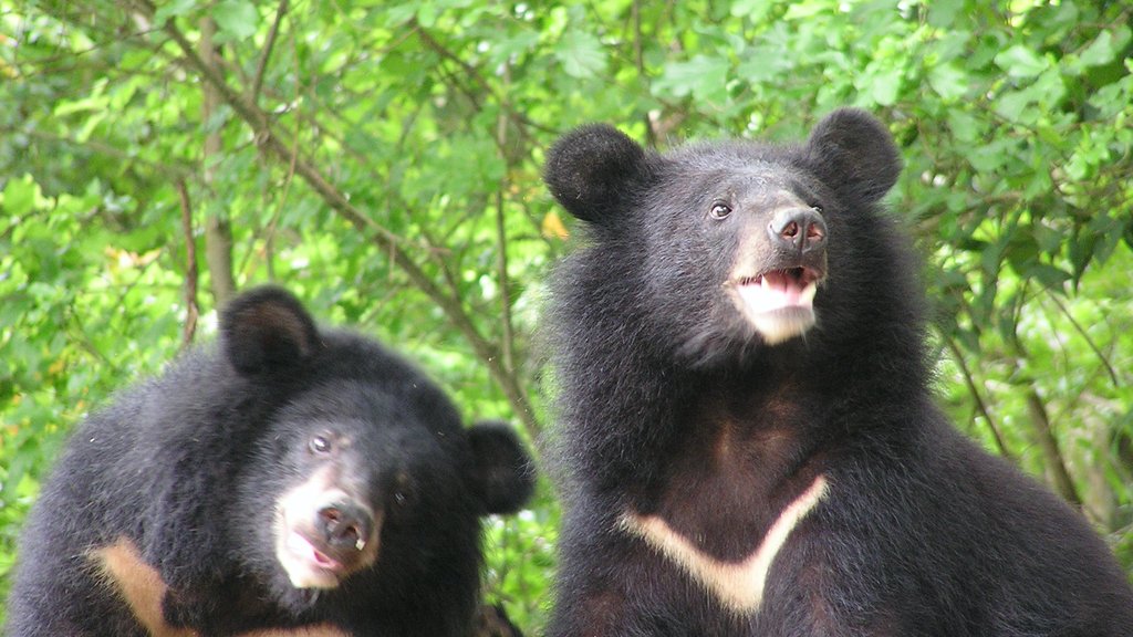 Conserving Taiwan's Formosan Black Bear​ On January 9, 2024, the YSNPH signed the “Formosan Black Bear Rescue and Rehabilitation Cooperation Memorandum” with WildOneTaiwan at the Nan'an Visitor Center, promoting cooperation in the conservation and rescue of Formosan black bears.