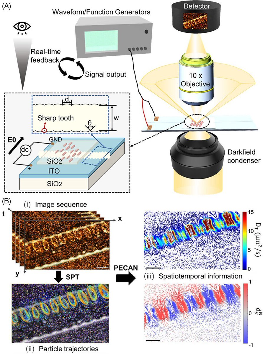 New Research Article🔬 'Spatiotemporally controlled emergence of #nanoparticle microvortices under electric field' by Yan He et al. @Tsinghua_Uni @Wiley_Chemistry #DynamicAssembly #AuNP #vortex Check👉doi.org/10.1002/agt2.4…