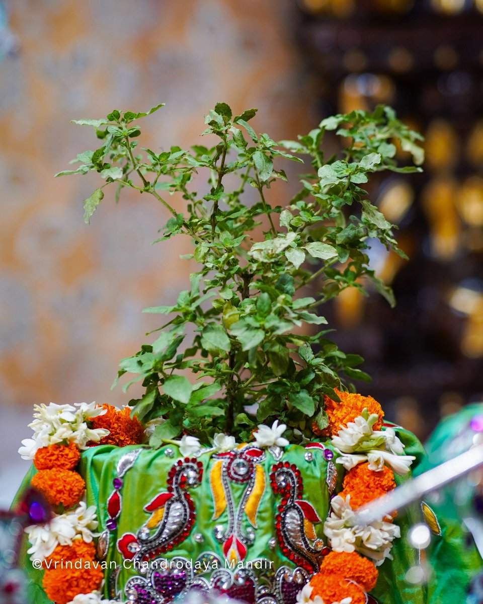 Today's Darshan of Sri Radha Vrindavanchandra, 28 May 2024.
मंगलवार, ज्येष्ठ मास, कृष्ण पक्ष, पंचमी तिथि, विक्रम संवत् २०८१,
      
#vrindavan #vrindavanchandrodayamandir #Krishna #Radha #HareKrishna #SrilaPrabhupada #Dailydarshan #Darshan #divine #Devotion #RadhaKrishna