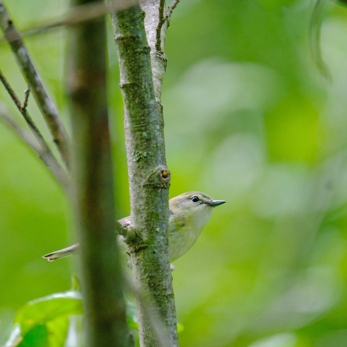 Blue wing warbler, prairie warbler, black and white and cerulean from sterling forest! @audubonsociety @AudubonNY @wcaudubon @BirdCentralPark @wildnewyorkshow @FujifilmX_US