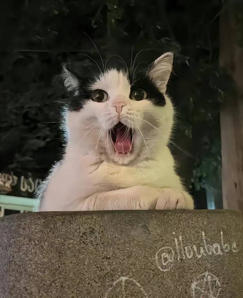 Punch Cat (@punchingcat) on Twitter photo 