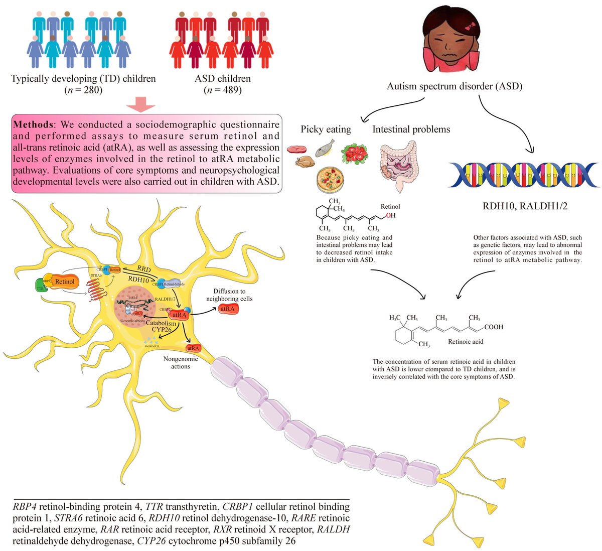 World_J_Pediatr's tweet photo. Children with autism spectrum disorder show reduced serum atRA levels and downregulated atRA synthesis enzymes.
#autizam #meded #medx #SoMe4PedSurg #child #infantilafa
https://t.co/rYhApAiuWD https://t.co/pfJl0aMqko