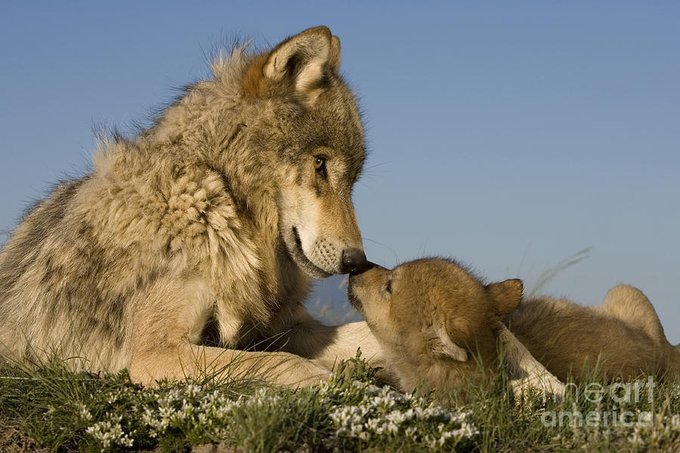 Wolves are much more civilized than the general population of Wyoming.  They see no wrong in what Cody Roberts had done.  They publicly demonstrated this. The cruel, insensate, abominable, despicable people. RELIST ALL WOLVES NOW #POTUS #UFWS