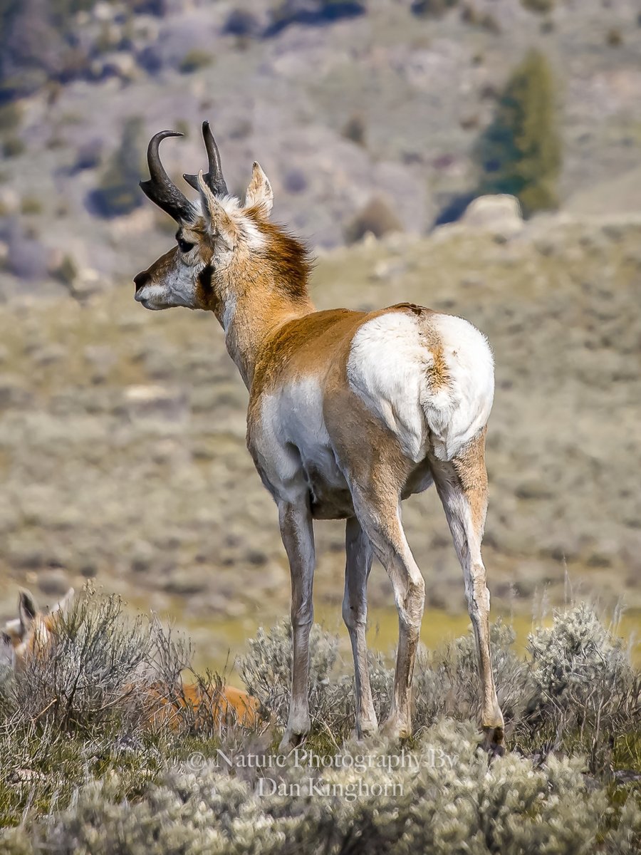 QP any animal except a bird. 🙏🤓✌️ 👆Copy Paste. Lets go! Critters, critters, critters! That Pronghorn/Antelope the fastest animal in the north American continent.
