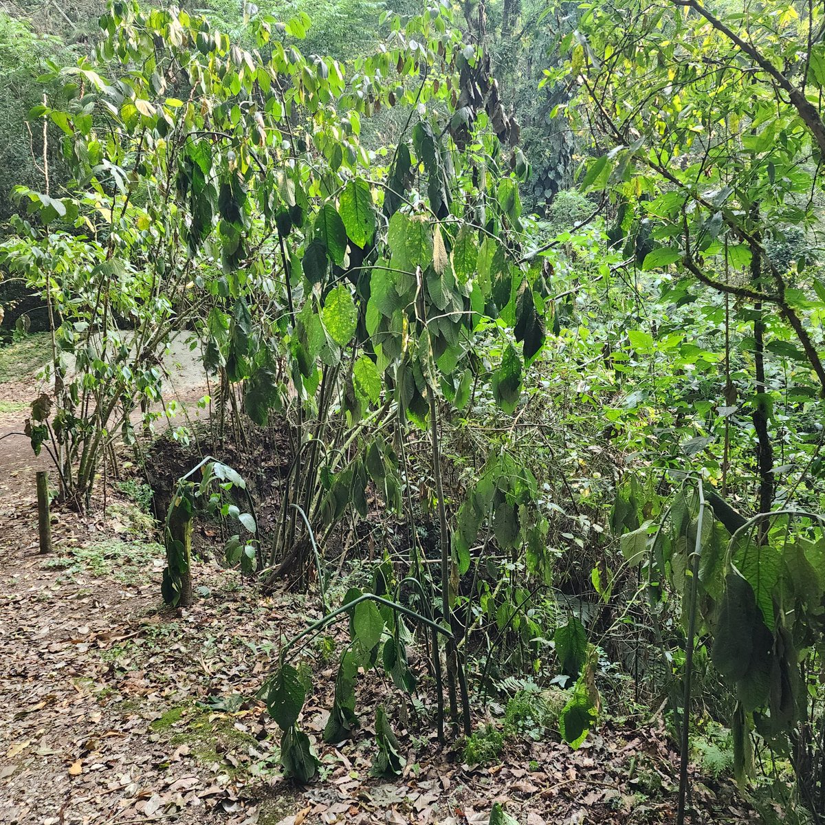 😞 estamos a punto de sofocarnos en el trópico húmedo. El bosque nuboso de Xalapa y alrededores ya está marchitándose...
