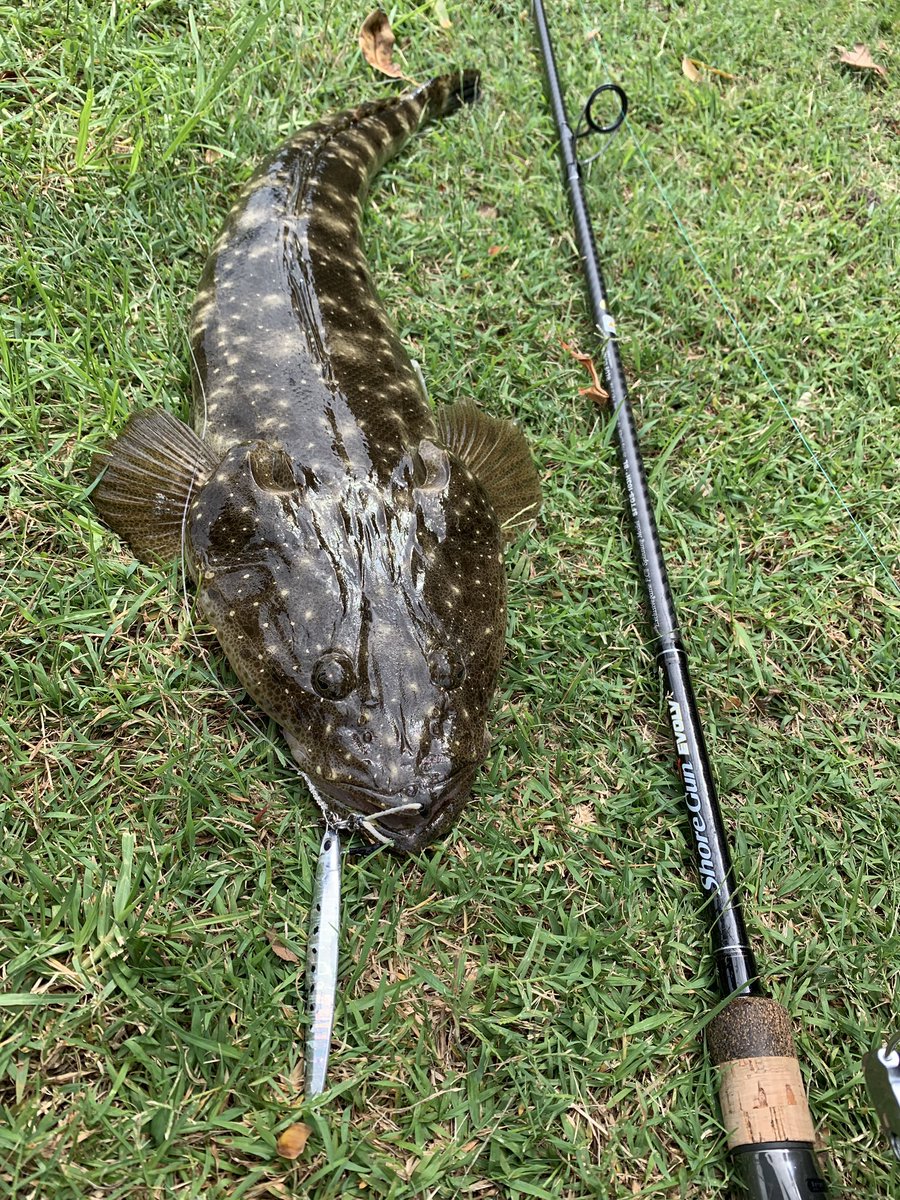 palms_global's tweet image. Flatty with The Smelt in Sydney, Australia 🇦🇺 
Rod: Shore Gun EVOLV 103H+
Lure: The Smelt, Shirasu color(MG-44) 
Cheers Kiyoshi!! 
#palmsfishing #flathead #flatty #flattiy #shorejigging #fishingsydney #nswfishing #fishingaustralia #australiafishing #aussiefishing  @palms_japan