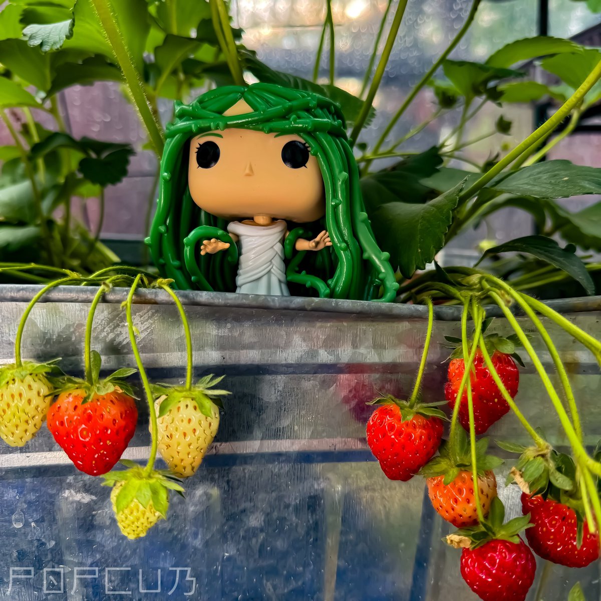 𝓘𝓫𝓪𝓻𝓪 𝓢𝓱𝓲𝓸𝔃𝓪𝓴𝓲 🍓🌱

𝒟𝒶𝓎 27 ℴ𝒻 #FunkoAniMay 

👑 @OriginalFunko
💥@Funko_Funime 
📓 #MyFunkoStory 
📸 #FunkoPhotoADayChallenge
#FOTM #FunaticoftheMonth