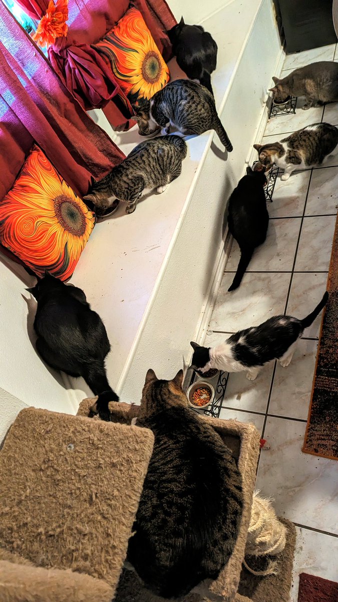 SeanRima's tweet image. 