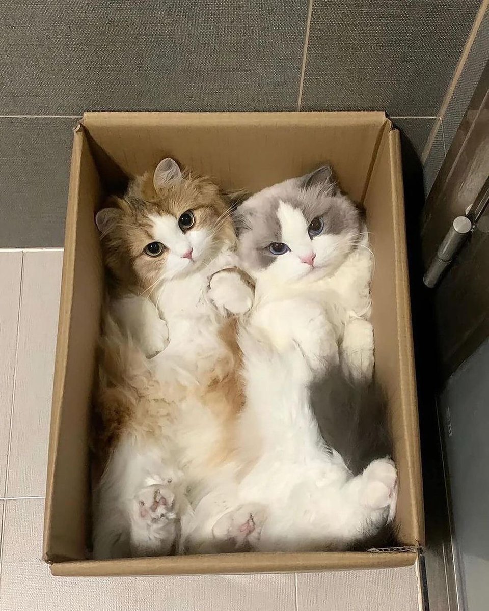 cutestscats's tweet photo. https://t.co/Bpe5wsGsg5