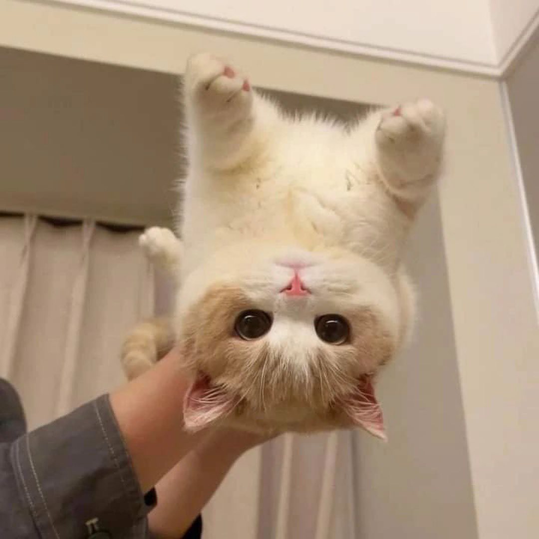 cutest cats (@cutestscats) on Twitter photo 