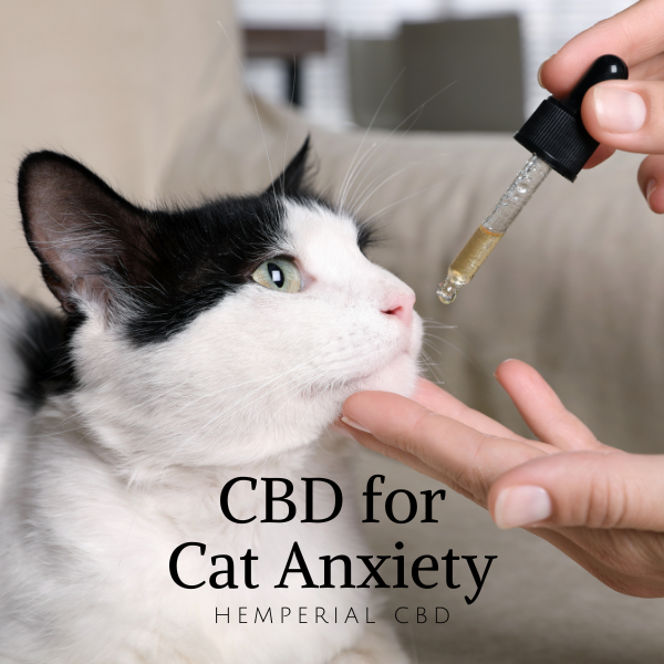 HemperialCBD's tweet photo. Exploring CBD for Cat Anxiety: Benefits, Dosage, and Side Effects
https://t.co/G70Skq2yeV https://t.co/cAfjPfEPdr
