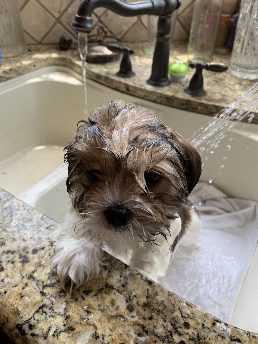 Halp, and please bring cheese.

#shihtzu #puppy #shihtzupuppy