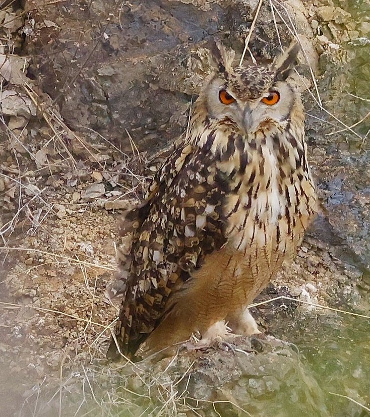 Indian Eagle Owl
Solapur #BirdsOfTwitter #bird #birdphotography #birding #PhotoOfTheWeek #photochallenge2024 #photo #canon #wildlife #wildlifephotography #owl #naturephoto #naturetwitter #indianbirds #BirdsOfTwitter