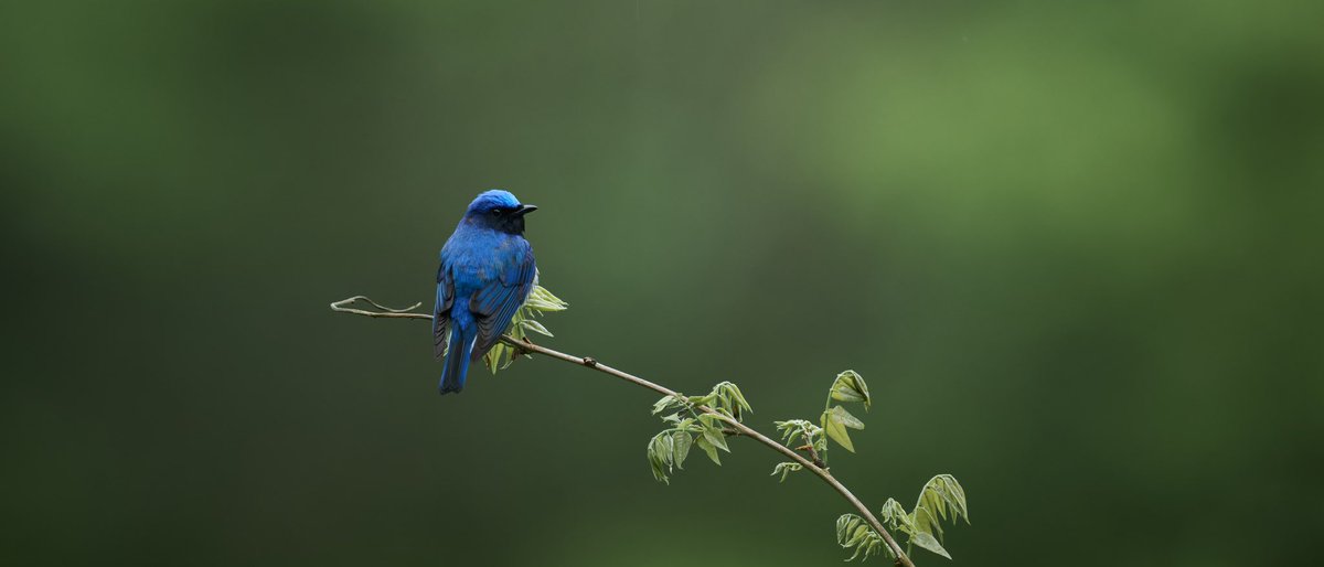 まるで宝石のような美しさでした

#Nikon #light_nikon #Z9
#オオルリ #Blueandwhiteflycatcher