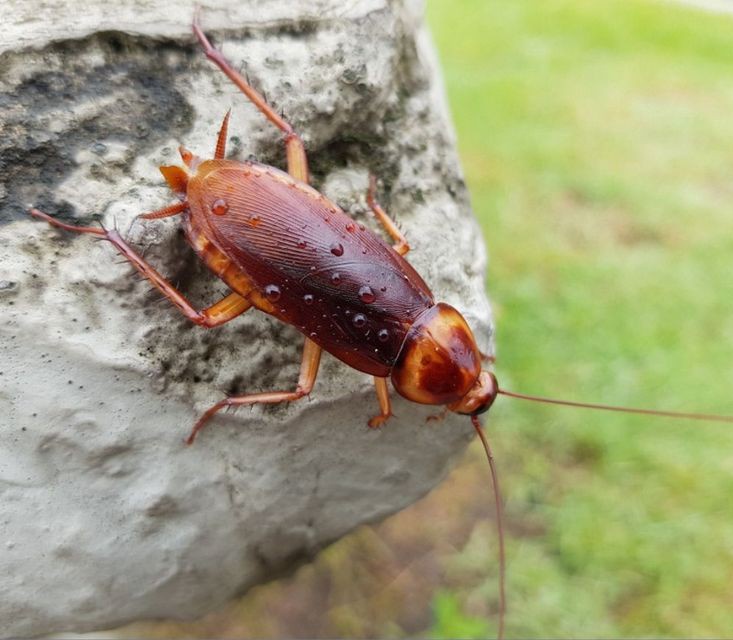 This is a German Cockroach. It has started infesting your bedrooms and living area from living a long time being hidden in your bathrooms. It previously used to live in South Asia, but now has migrated to Germany. It is filthy, spreads diseases, appears quite sociable, keeps a