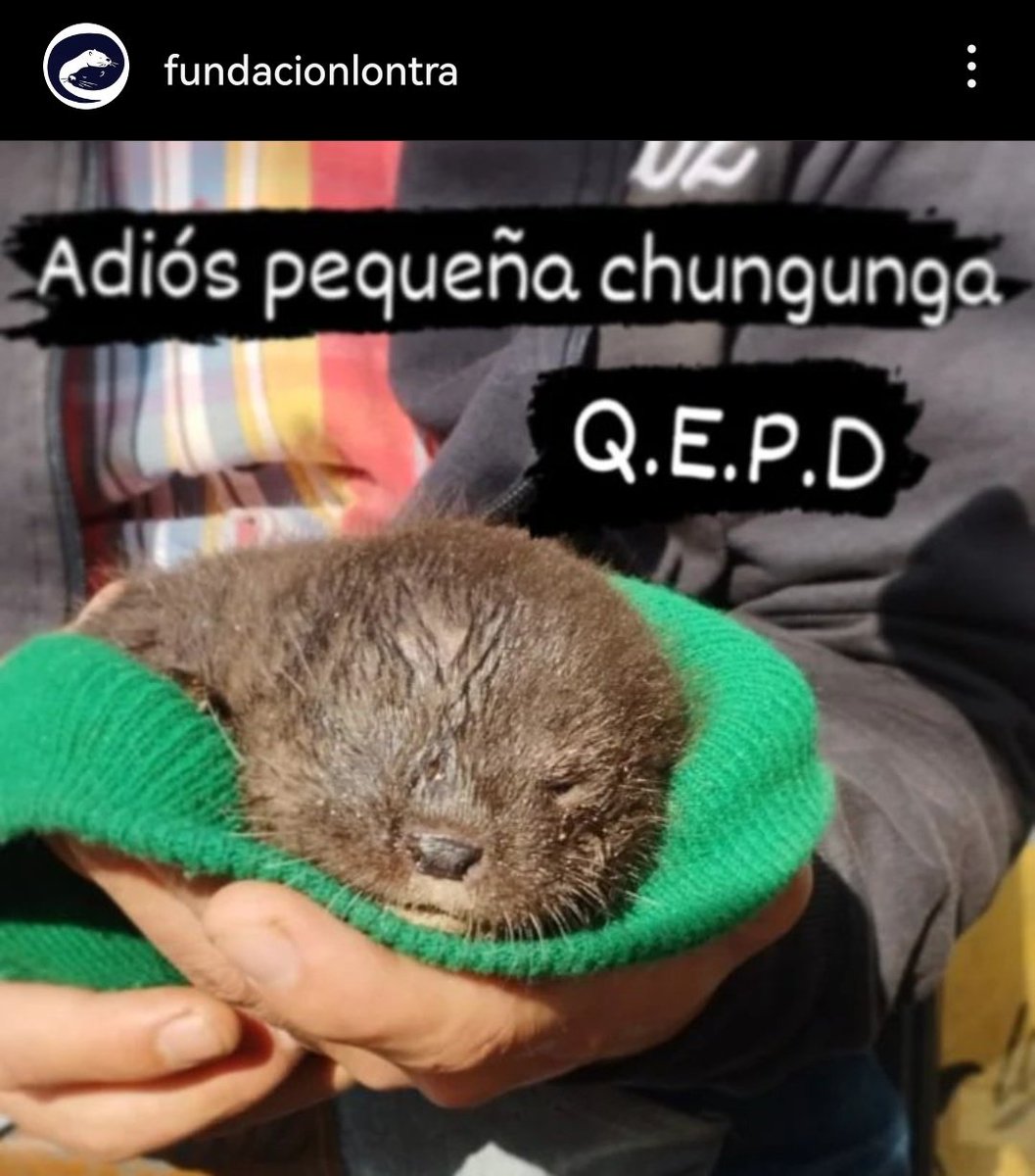 Una chungunguita de dos meses murió producto de un ataque de perro, que paseaba sin correa junto a su dueño.

Ojalá caigan las multas que corresponden.

Y ponganle correa a sus animales si los van a pasear, da igual que "no haga nada".