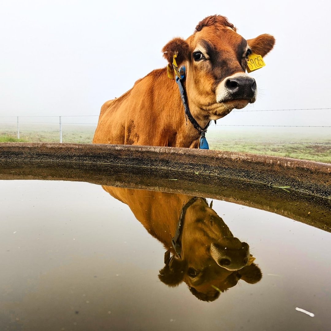 A cow with a foggy background