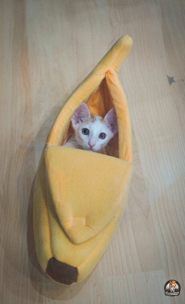 CatsanovaBkk's tweet image. วันอังคารคาเฟ่ปิด เรามาแจกความสดใสกันครับ ✅
ใบบุญกับแม่ใบไม้ยังหาบ้านคู่กันอยู่ สนใจรับเลี้ยงแวะเข้ามาเล่นกับน้องก่อนได้นะ 🧡
We are closed on Tuesdays 😸