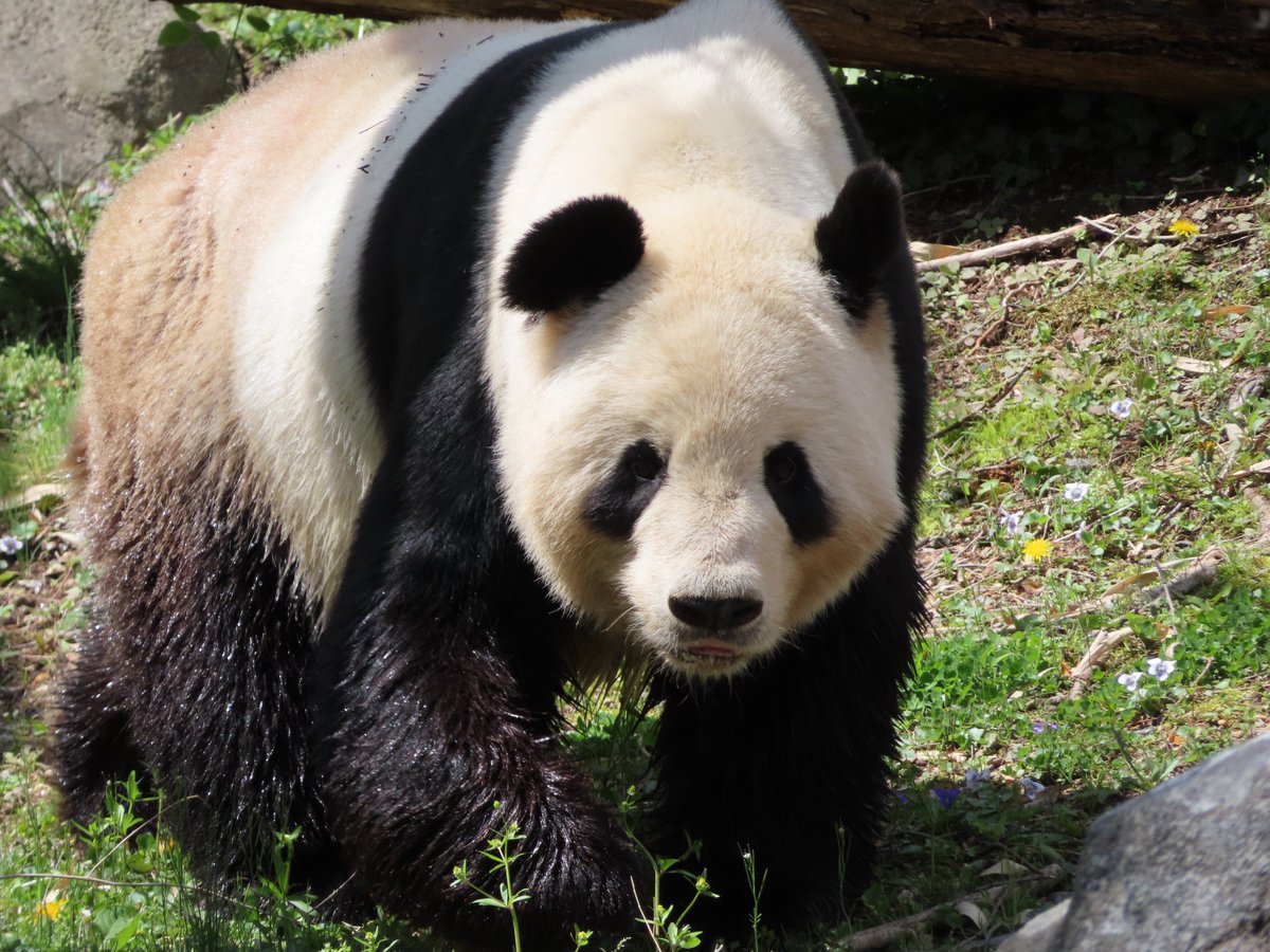 PookieDigi4Ever's tweet photo. Happy #TiansDay! (4/9/2022) 🥰 #TwoForTuesday #SoHandsome @tiantianpanda97 @NationalZoo @DodgerAmes @taylorcava @kathybowler @sweetg12651 @bluestone356 @mtdc @LoveofPandas1 @NormaValentini @drnataliescala @2centsLu @BeccaInBalt https://t.co/1u40IVpDnu