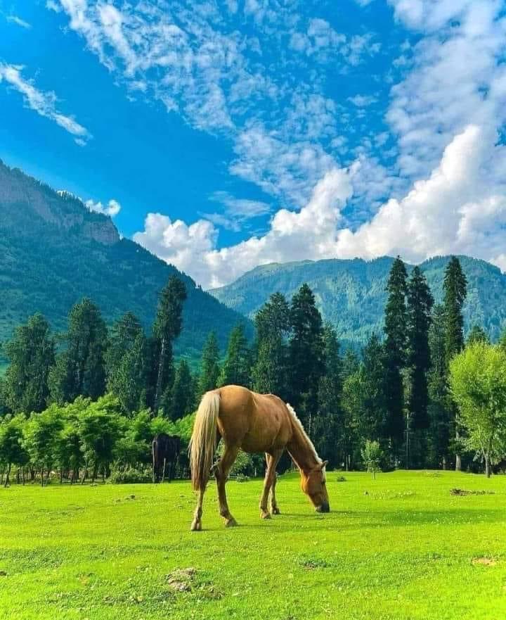Neelam Valley | Azad Kashmir |  Pakistan🍃🪻
🌲💐