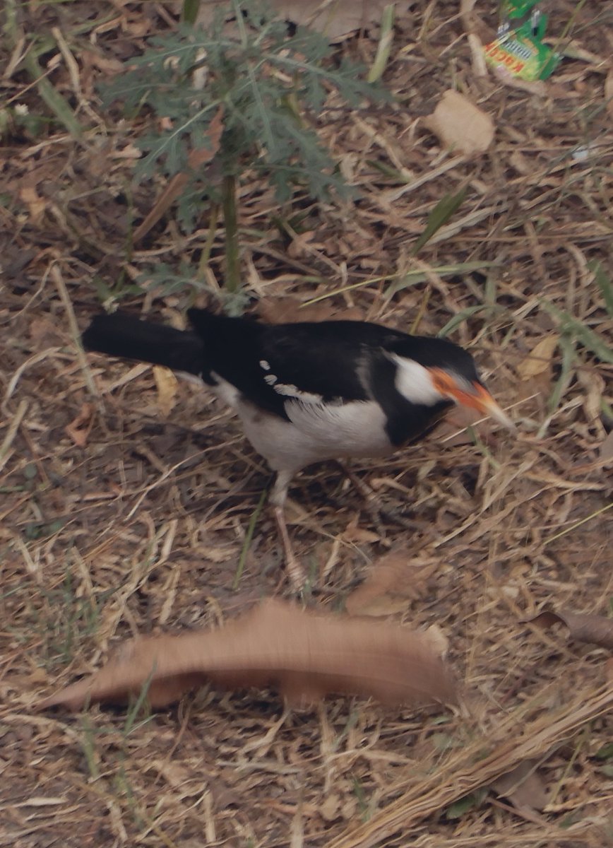 If you have the power to make someone happy, do it. The world needs more of that.

शुभ मंगलवार !! 
#Sunrise #NatureTuesday 
#JaiHanuman 
Panch mukhi Bajrang Bali temple 🛕 

#TitliTuesday with Common Silverline 🦋 #IndiAves 
#Bird-myna 
#birding 
@ParveenKaswan 
#naturephotos