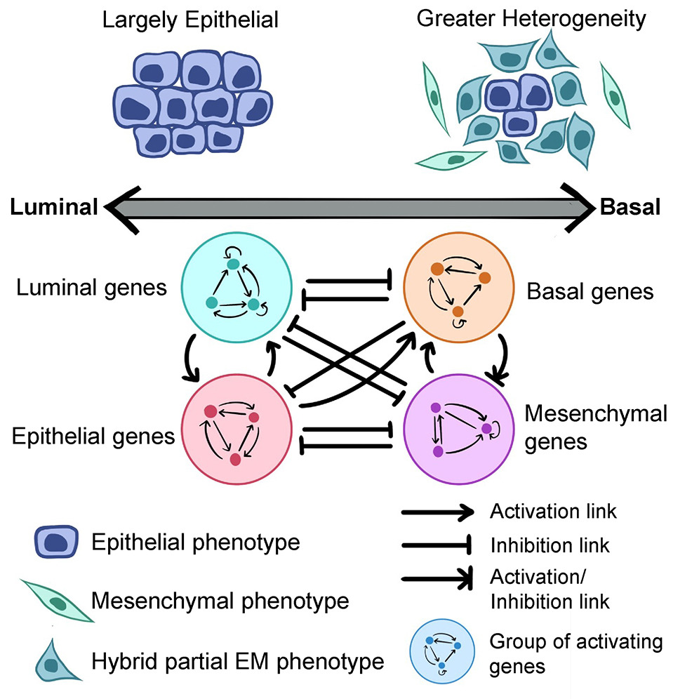 Glad to share work led by <a href="/Sarthak_Sahoo_/">Sarthak Sahoo</a> showing an increased prevalence of hybrid E/M state and higher heterogeneity in basal breast cancer, now out in <a href="/iScience_CP/">iScience journal</a>. Grateful to our collaborators <a href="/c_chaffer/">Christine Chaffer</a> @JSomarelli &amp; Jyothi S Prabhu <a href="/StJohnsResearch/">St. John's Research Institute #SJRI</a>.
sciencedirect.com/science/articl…