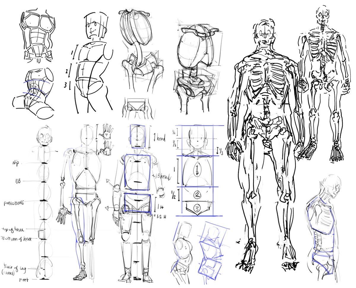 If you boost your stats you'll land more critical hits!
Here's 4 ways to break down the human body + some torso breakdowns sketches!

#reference #study #digitalart