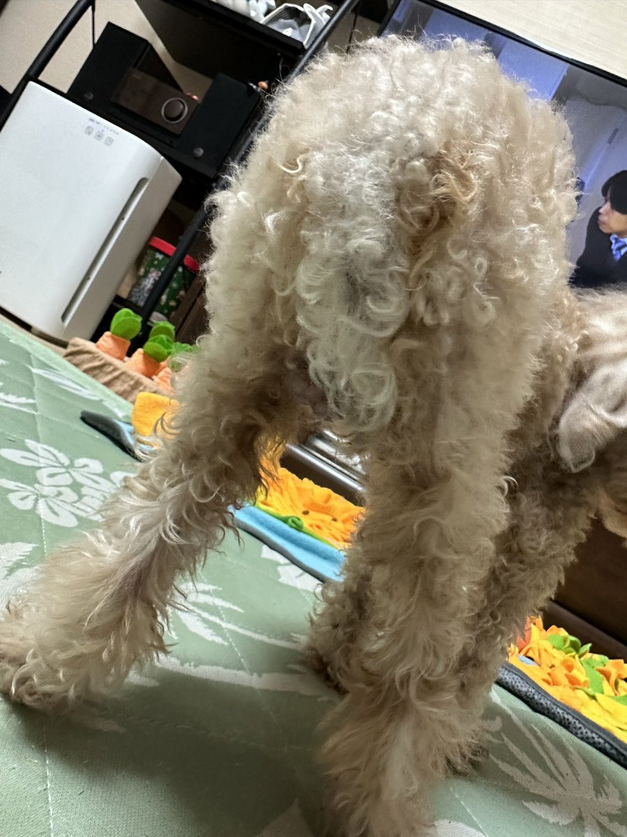 mika082411's tweet photo. 何と戦ってるのか
いつかアベちゅん🐕 ͗ ͗🐾に
教えて貰いたい https://t.co/zRSBYiFijo
