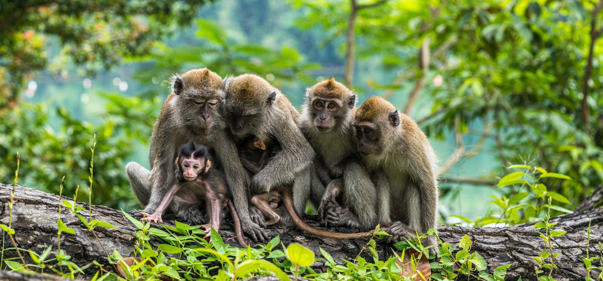 Researchers created a new method of modelling to estimate the population of free-ranging animals and in doing so discovered there were far fewer numbers of the macaque than expected. 🐒 #UWA @UWAresearch bit.ly/3WXw9wd