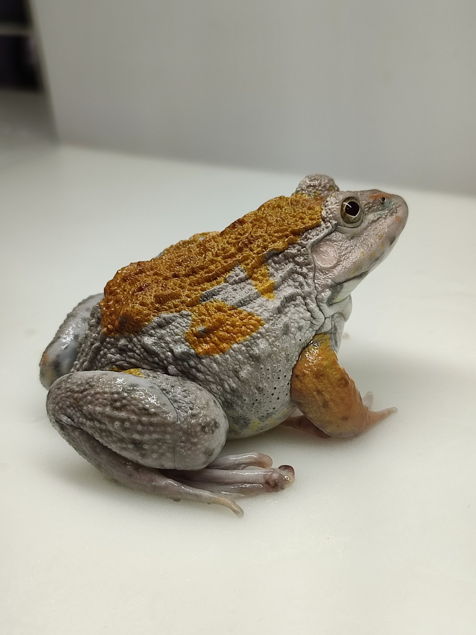 生体）ババトラフガエル (リューシスティック 小サイズ