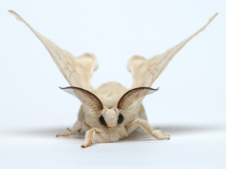 【シルクモスアンテナ/Silk Moth Antennae】 
オーダーページ公開 
Order Page OPEN 
日本の着物のシルクの元となるシルクモス(蚕/かいこ)の触角です
 takuya-angel.com/HEADBAND/Silk_…
-------------------------
#moth #mothantennae #headband #takuyaangel #卓矢エンジェル #hairaccessories #silkmoth #蚕