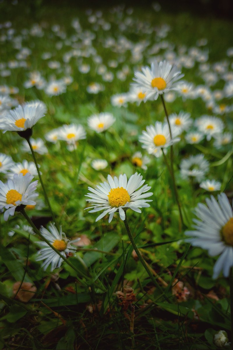 Daisy flowers

#photography
#NaturePhotography
#macrophotography
#flowersphotography