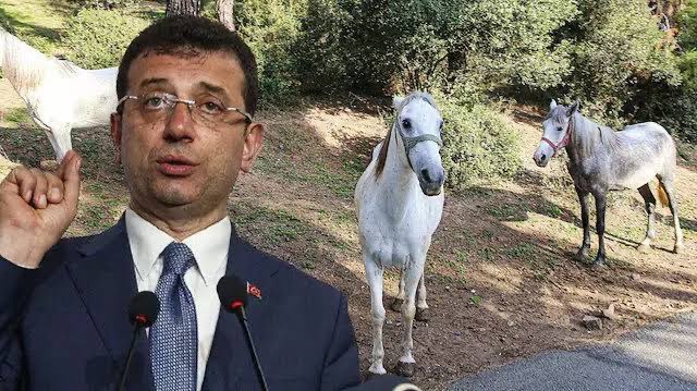 Atlar neden Roma gezisinde yoktu
Çünkü, Artık yaşamıyor onlar 
Çünkü berbat bir planın parçası olarak ölmeleri gerekti değil mi
Aslında atlar da Roma tatili hak ediyor