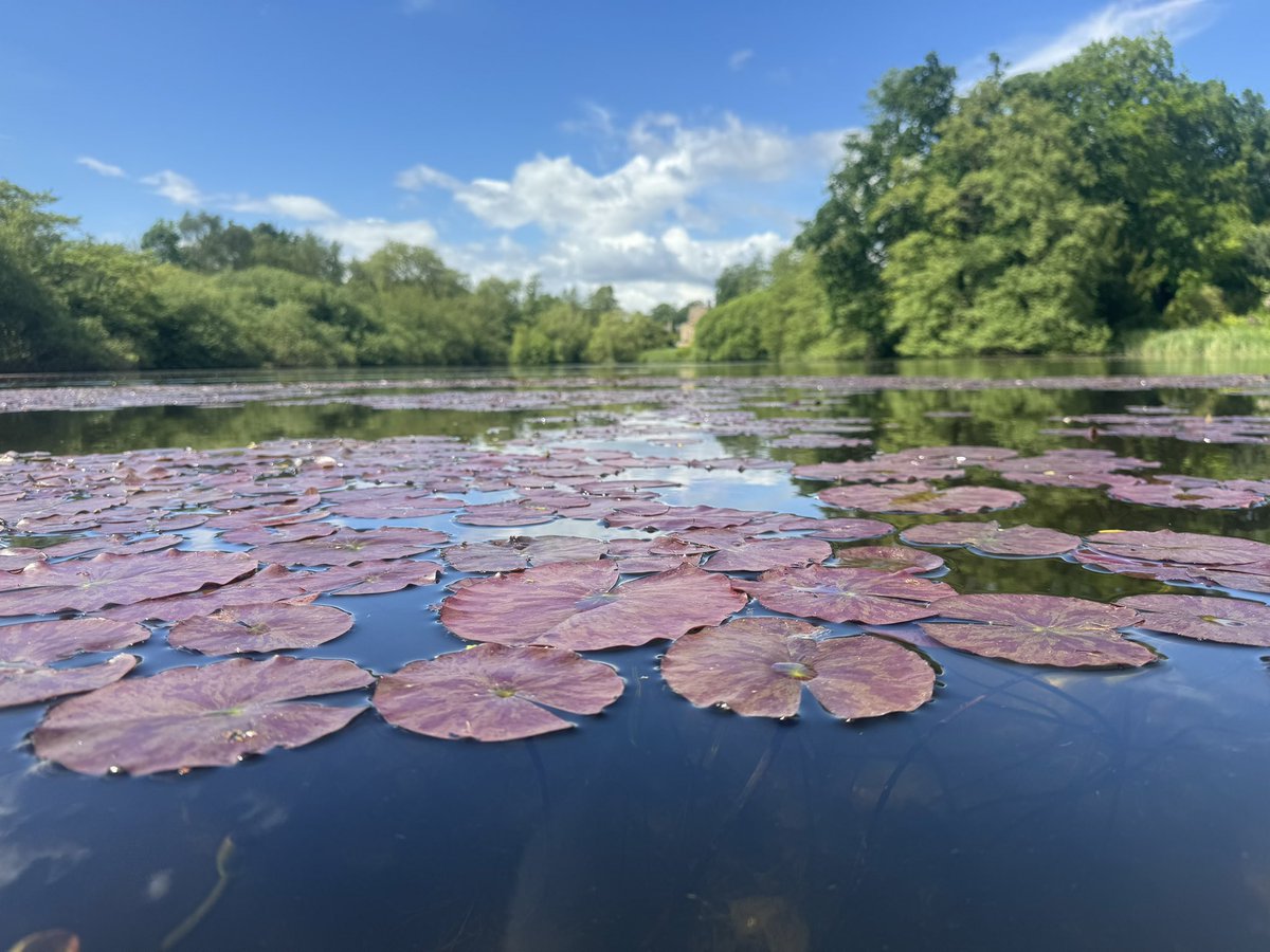 Lilly pads in the sunshine 

#LincsConnect