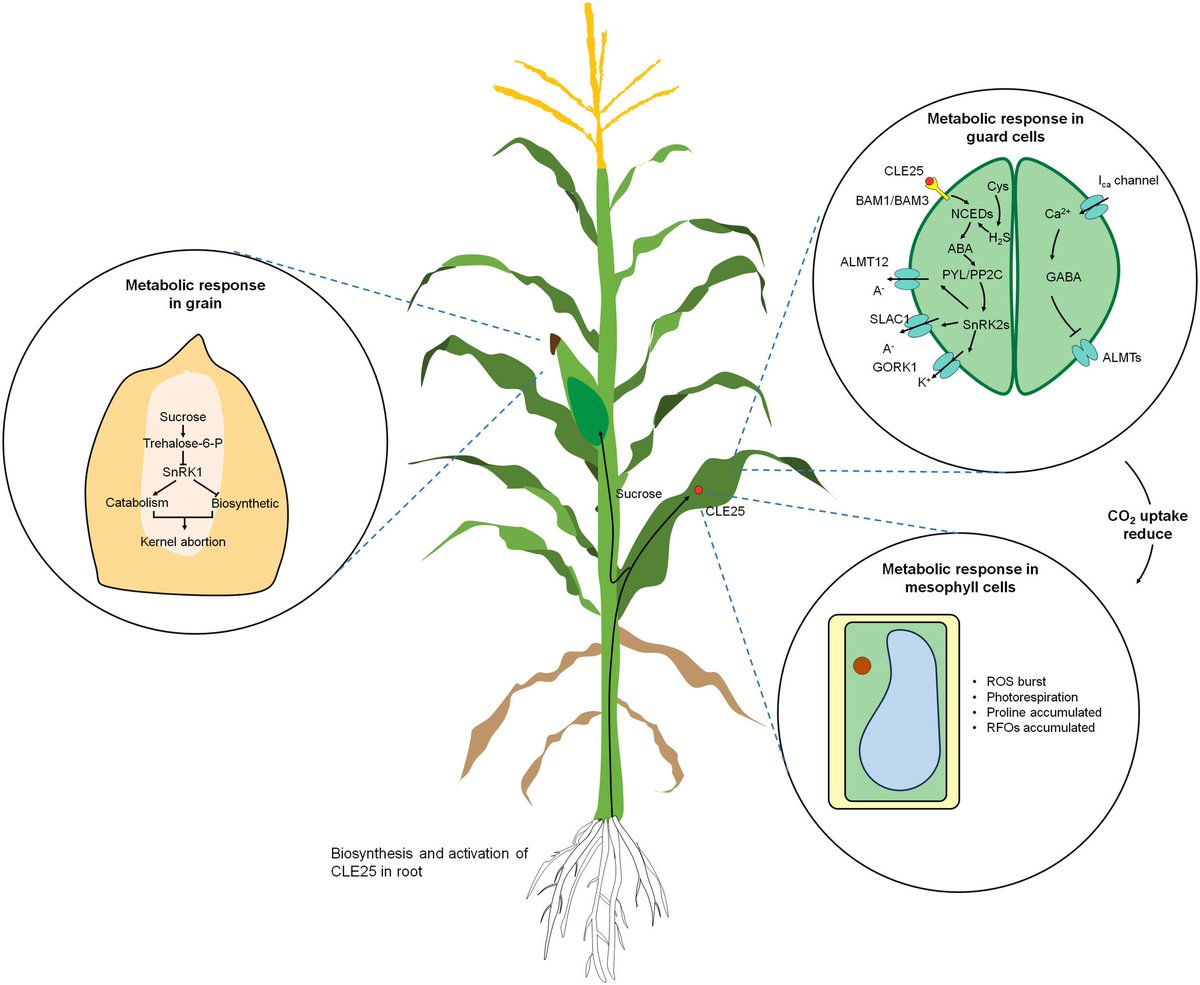 Review by Zhang et al @ThePlantJournal @wileyplantsci @SEBiology #Metabolite-mediated adaptation of crops to #drought and the #acquisition of tolerance onlinelibrary.wiley.com/doi/10.1111/tp… @sci_plant @EconNature @h2omics @plantgenomia @MetabolomicsWB @metabolomicaceu @ScienceAlert @Sdg13Un