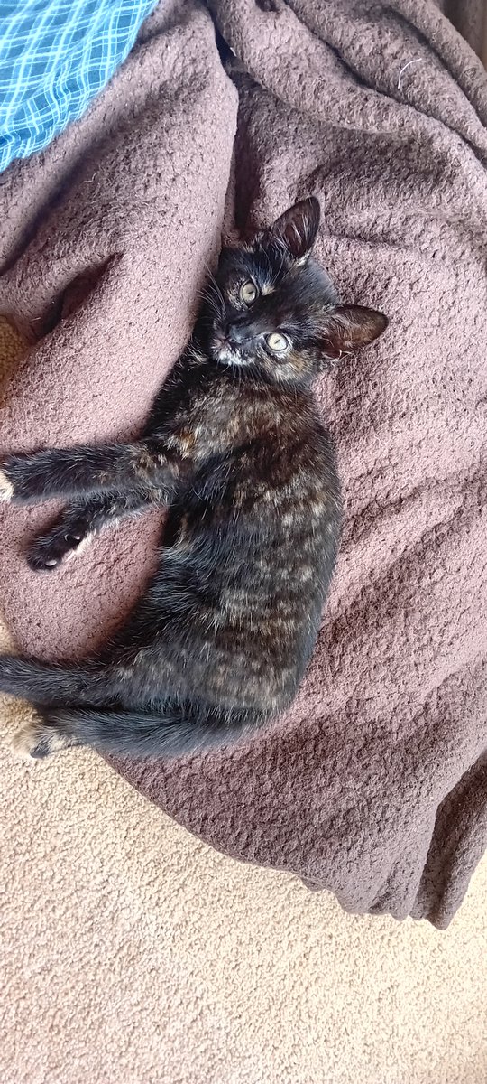 AriaAzure's tweet photo. My new drawing buddy.  
She's too small to jump on my table yet... but she's still highly distracting! 
Welcome Miss Maple Chaos Thunder! https://t.co/hzHN3Km5oP