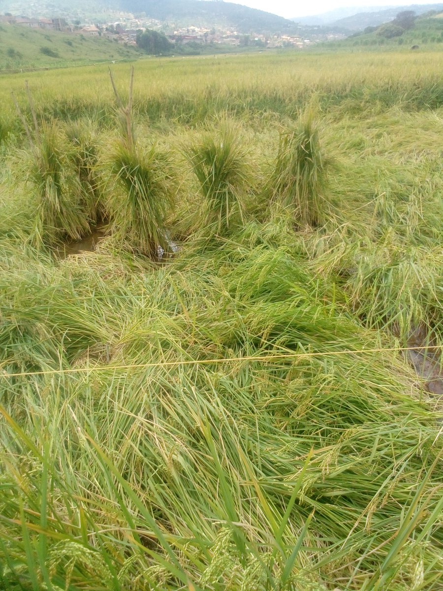 This situation mostly found in poaceae family.
How do we technically call this? what are their causes and effects ?
Can this be controlled or prevented ? 
Dear fellow #Agronomists your comments on this are invaluable.