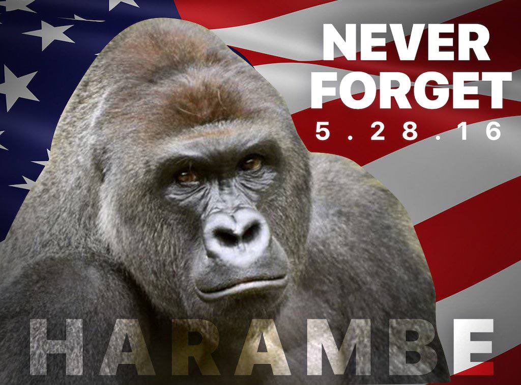 doompost's tweet photo. RIP #HARAMBE https://t.co/mhPSCdJHDO