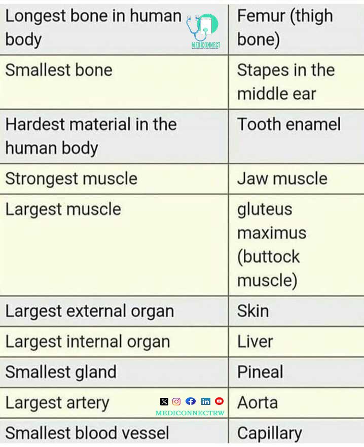 Did you know? 🧠 Our bodies are fascinating! The largest bone is the femur (thigh bone), the largest internal organ is the liver, and the largest external organ is our skin. Understanding these helps us appreciate the incredible structure and function of our bodies! #HumanBody #